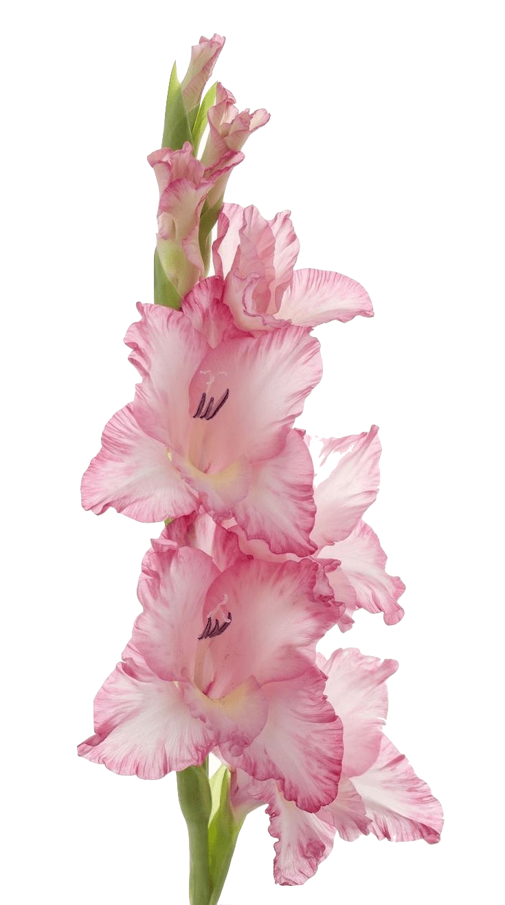 Light pink, vertical stalk of flowers, each with pink edges and a white center.