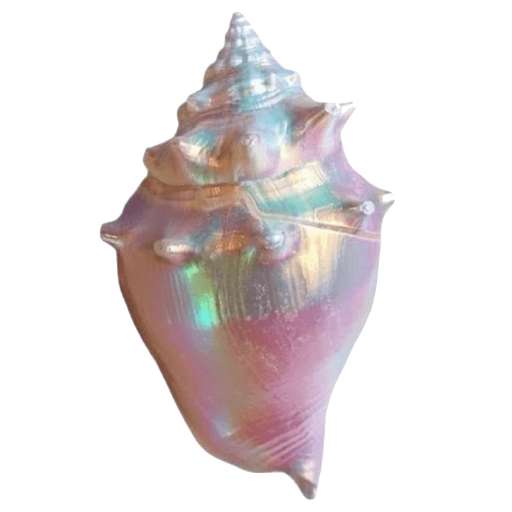 Iridescent conch shell that inverts in color when hovered over.